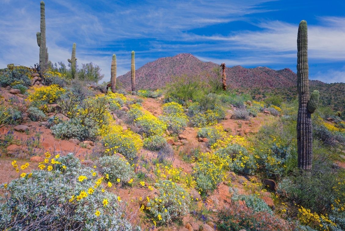 primavera en el sur de arizona